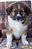 8 wks old